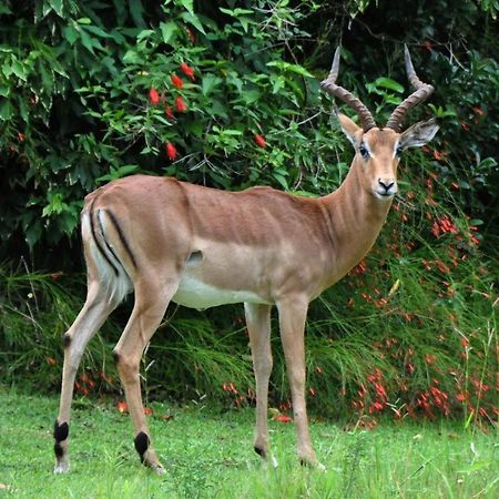 Legend Safaris 257B - In Kruger Park Lodge Hazyview Bagian luar foto
